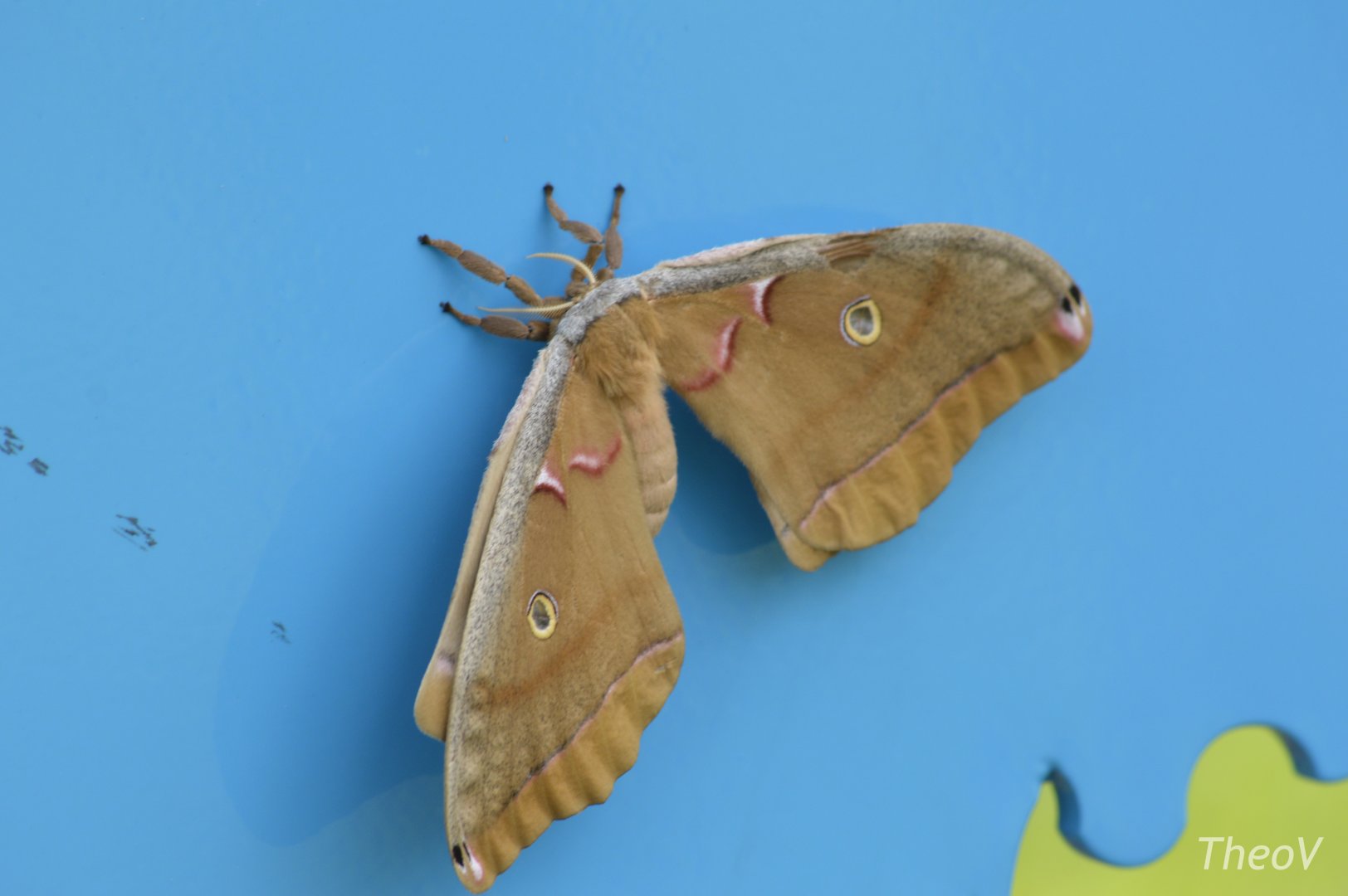 Polyphemus moth [2017]