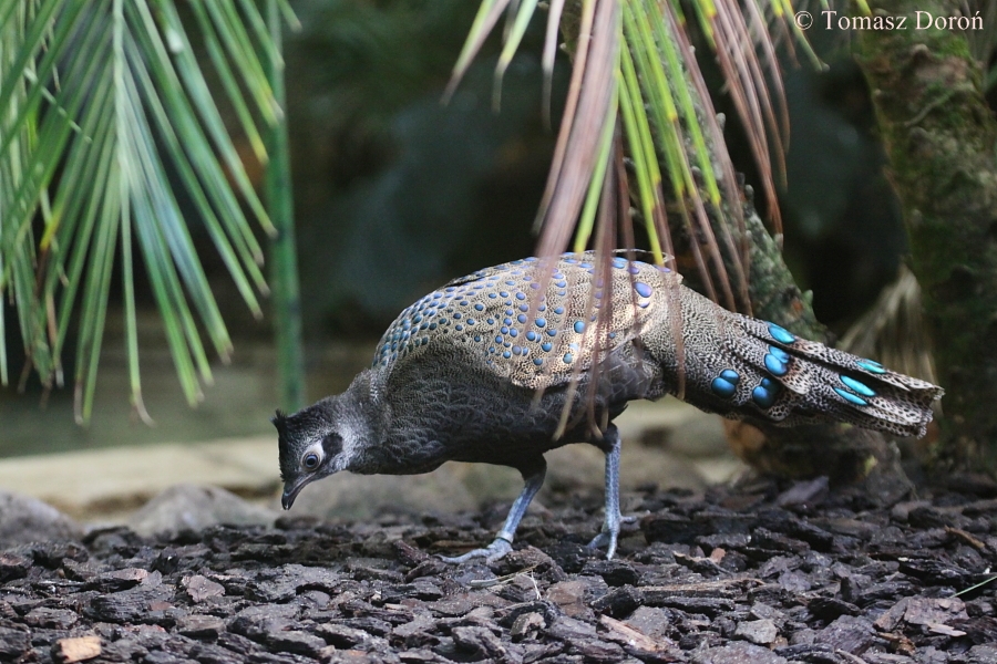 Polyplectron malacense.