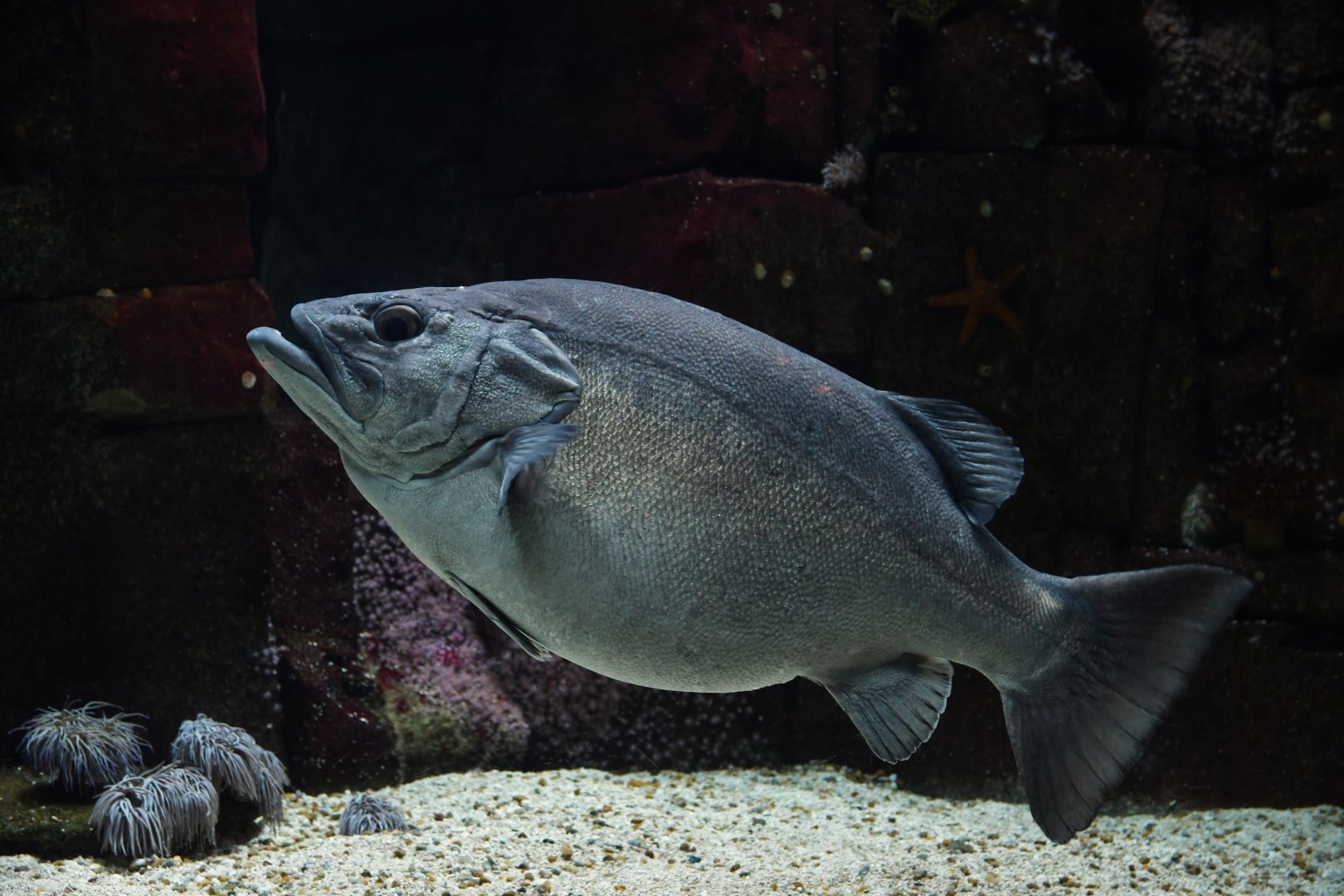 Polyprion americanus