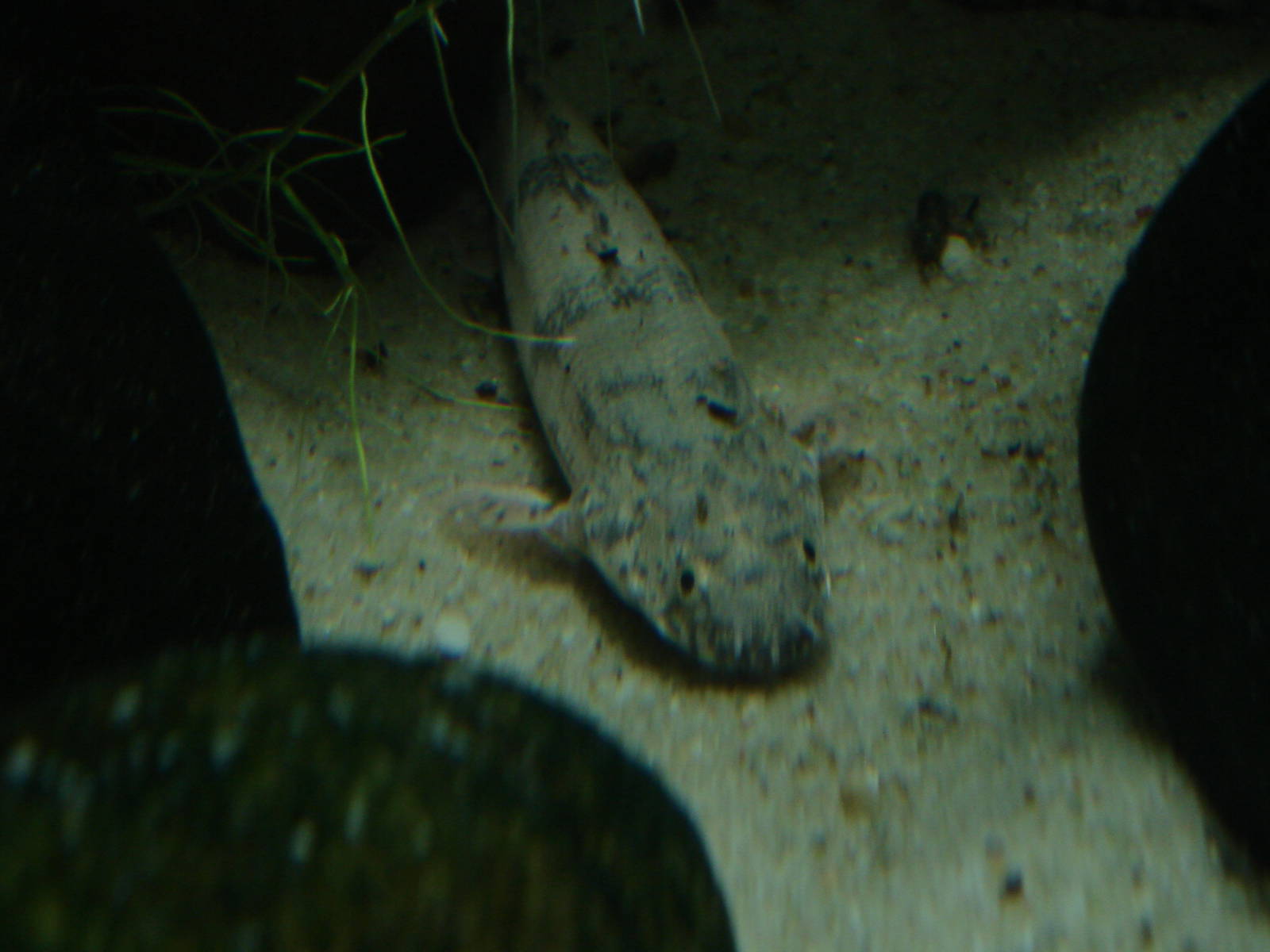 Polypterus delhezi
