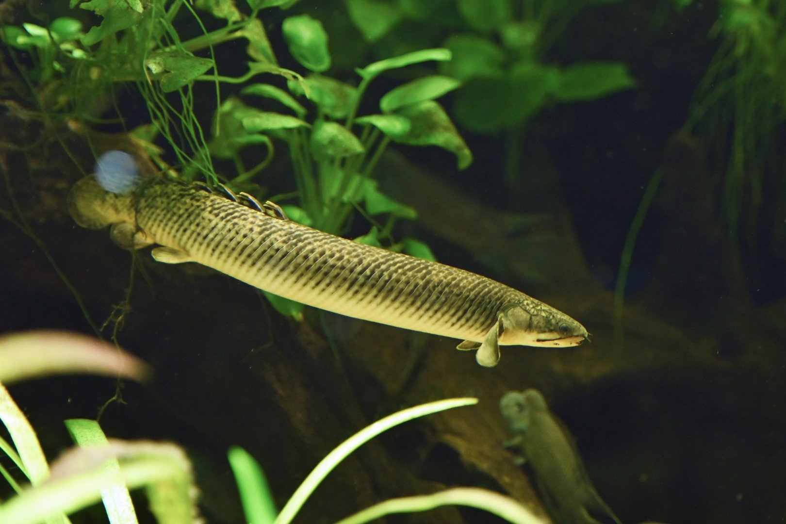 Polypterus mokelembembe