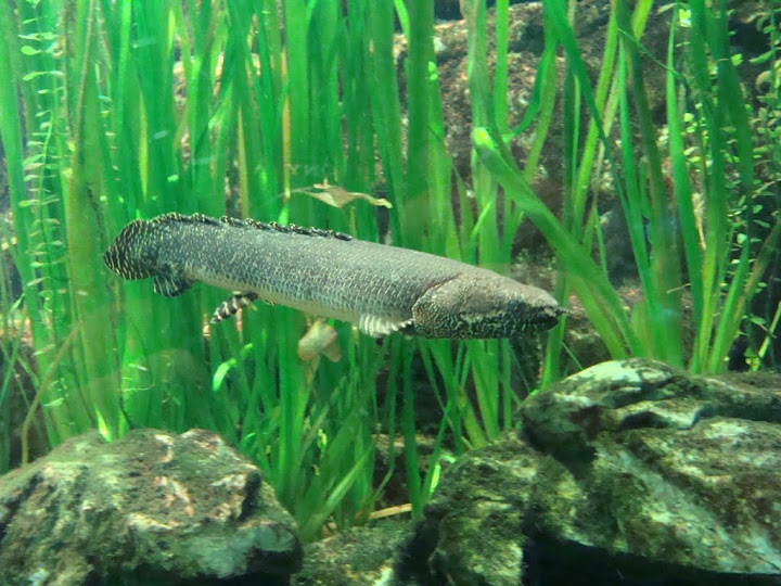 Polypterus ornatipinnis