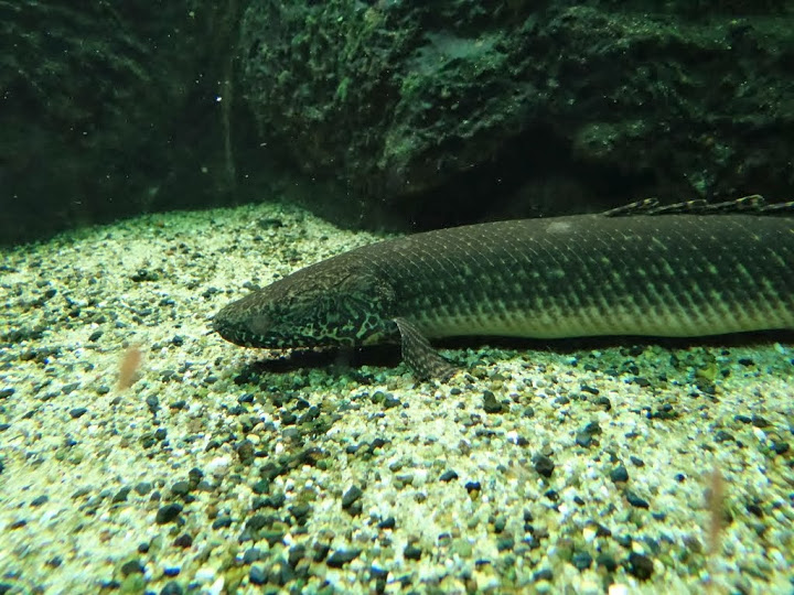 Polypterus ornatipinnis