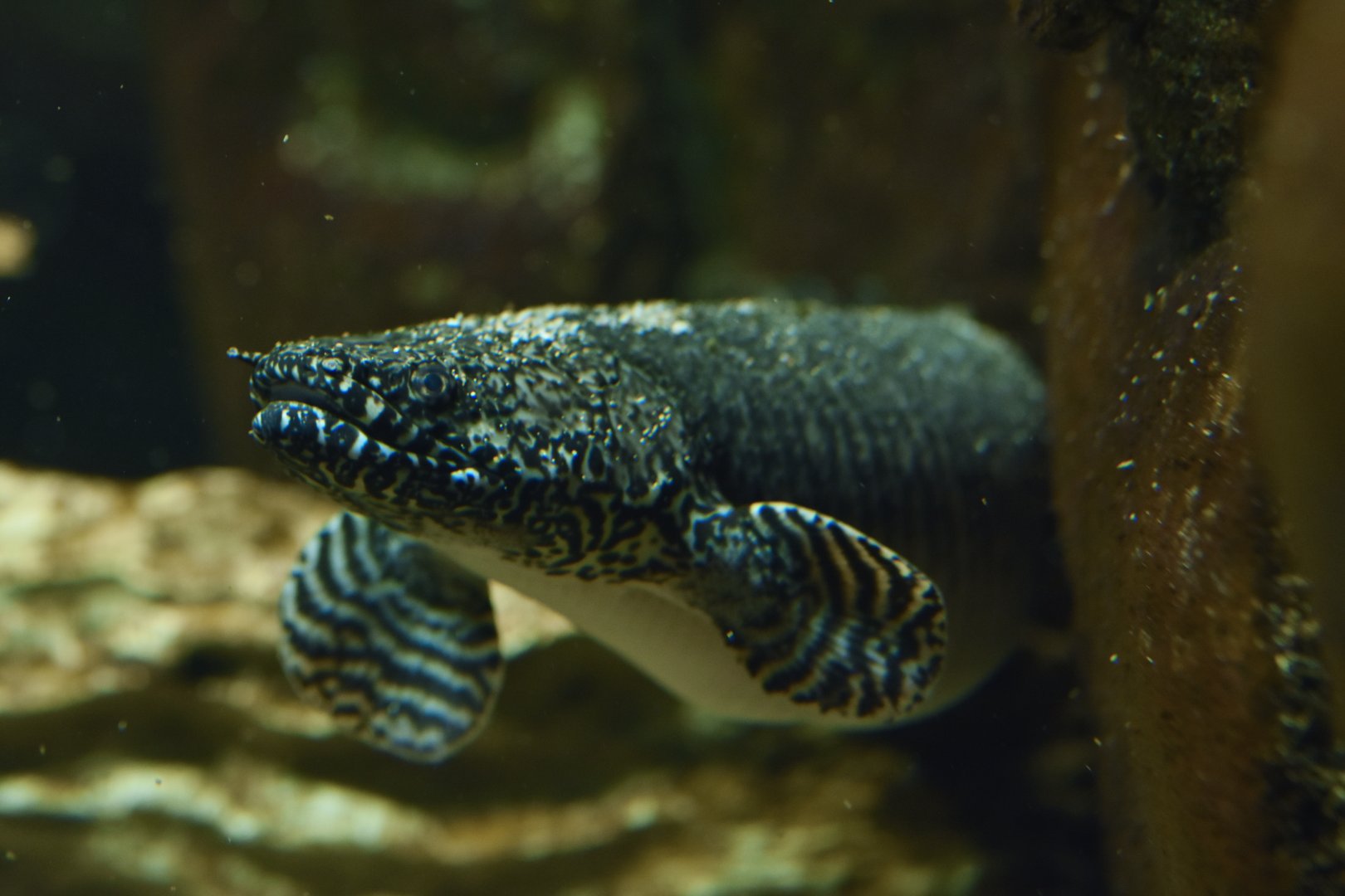 Polypterus ornatipinnis