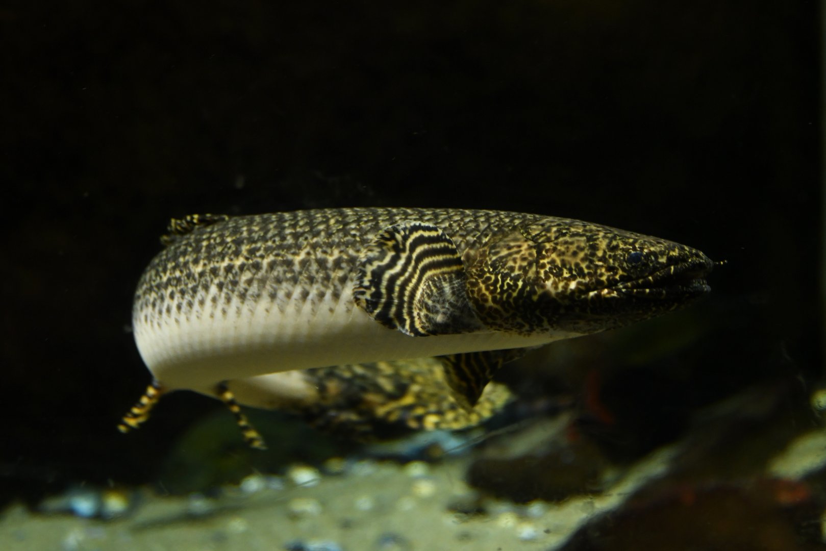Polypterus ornatipinnis