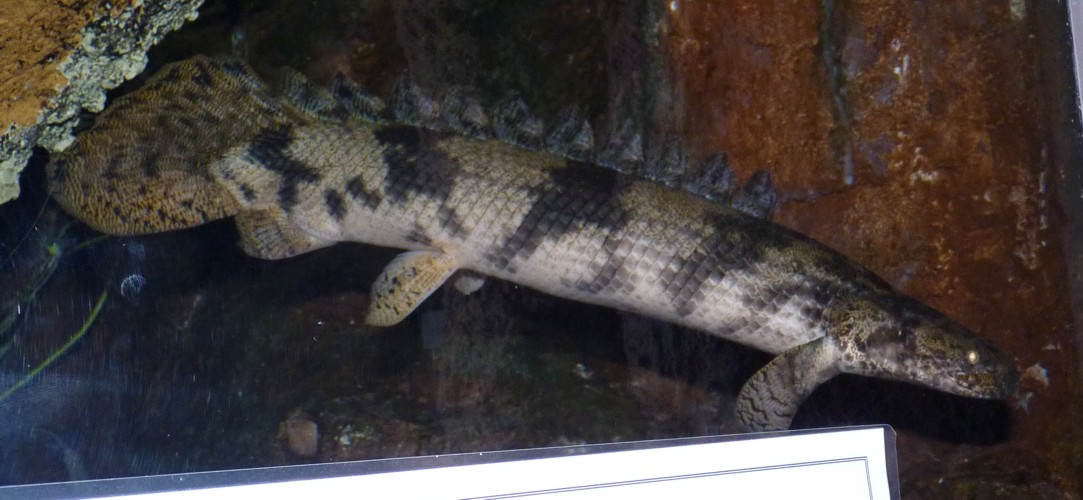 Polypterus palmas