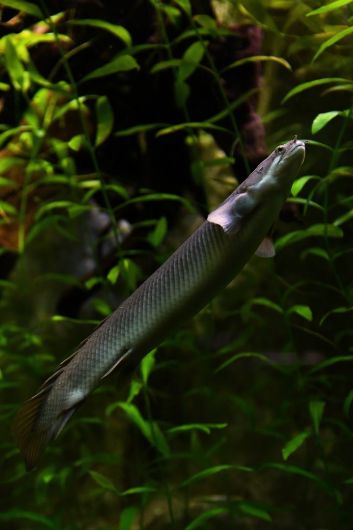 Polypterus senegalus