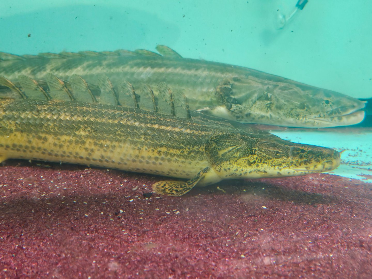 Polypterus sp. 'Koloton'