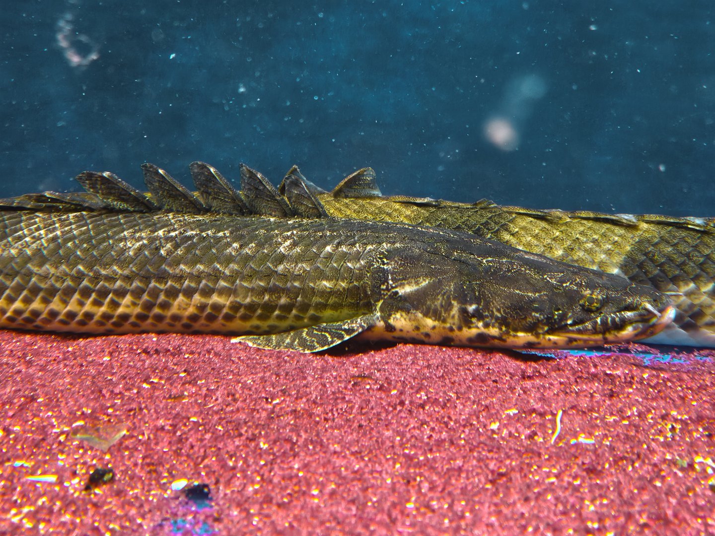 Polypterus sp. 'Koloton'