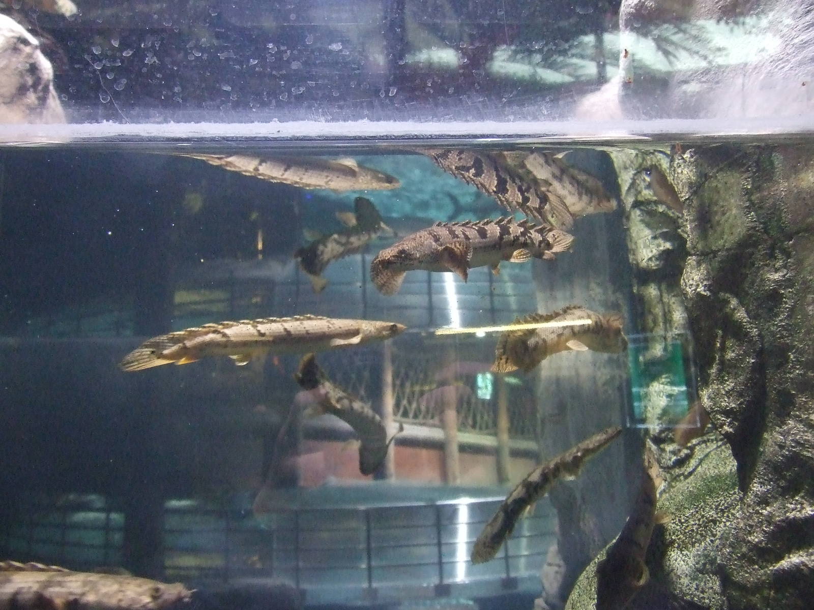 Polypterus