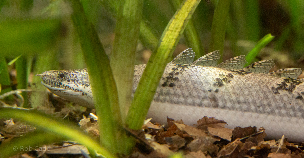 Polypturus delhezi : Whipsnade : 06 Sep 2019