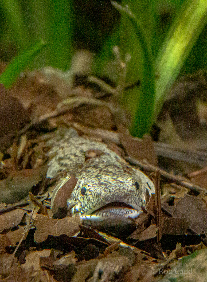 Polypturus delhezi : Whipsnade : 06 Sep 2019