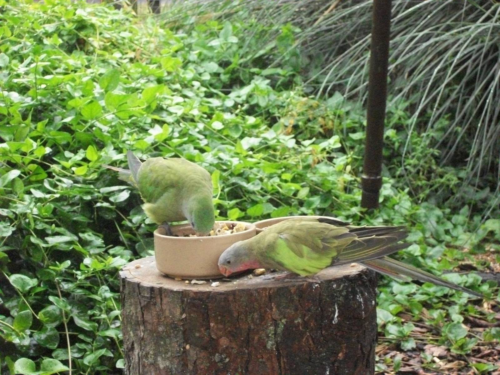 Polytelis picnic, 10th August 2014