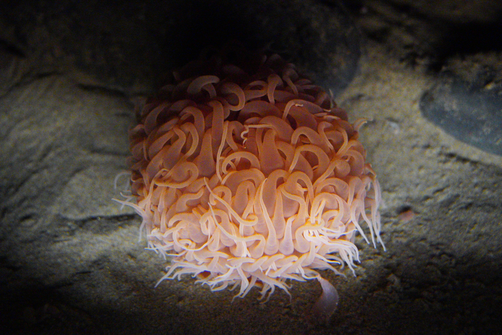 Pom Pom Anemone // Into the Deep