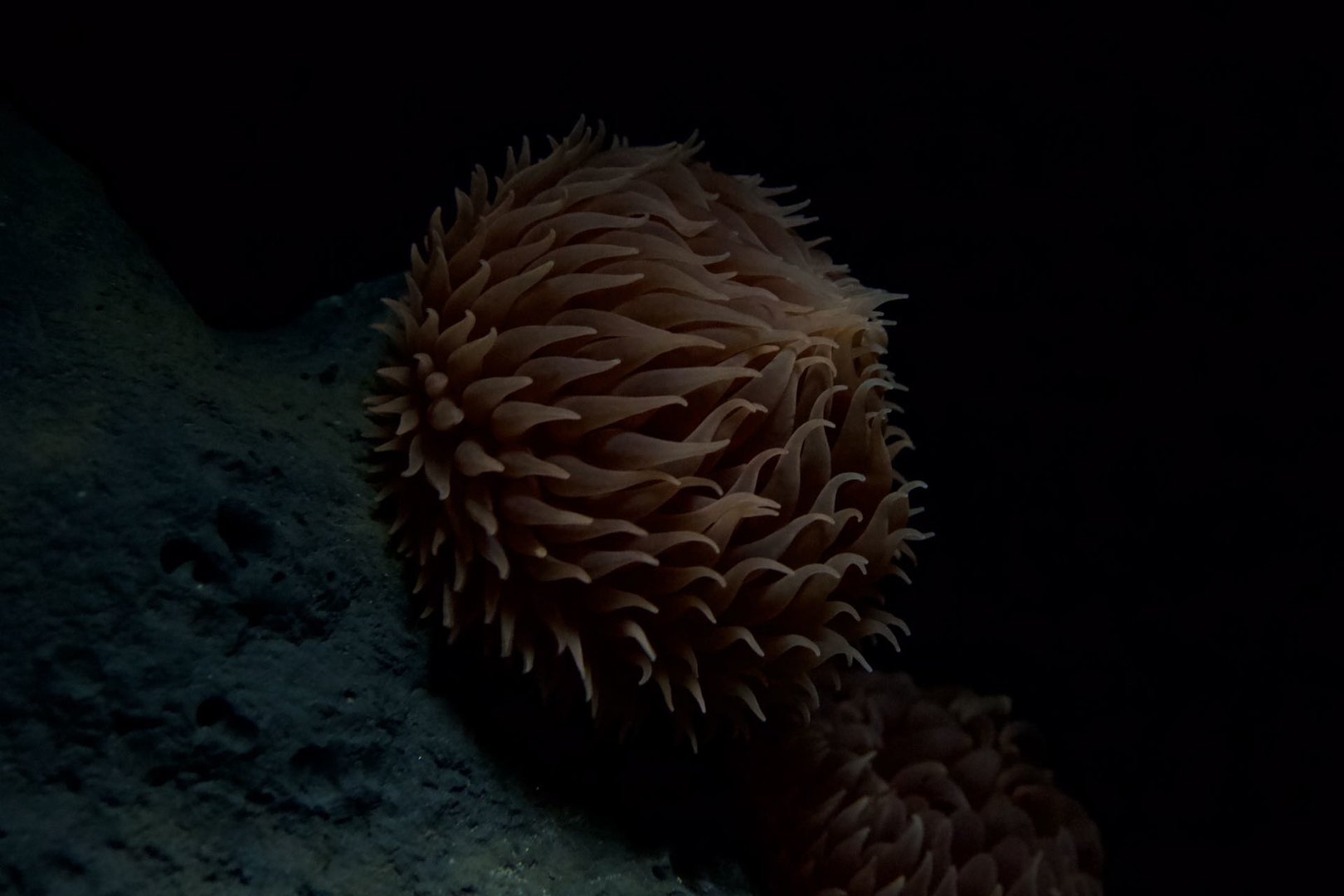 Pom-pom Anemone/ Liponema brevicorne
