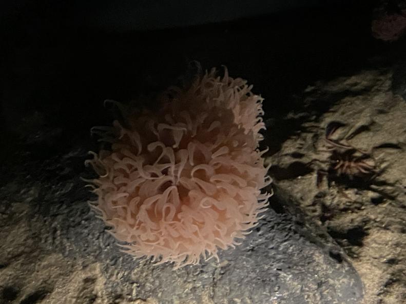 Pom-pom anemone