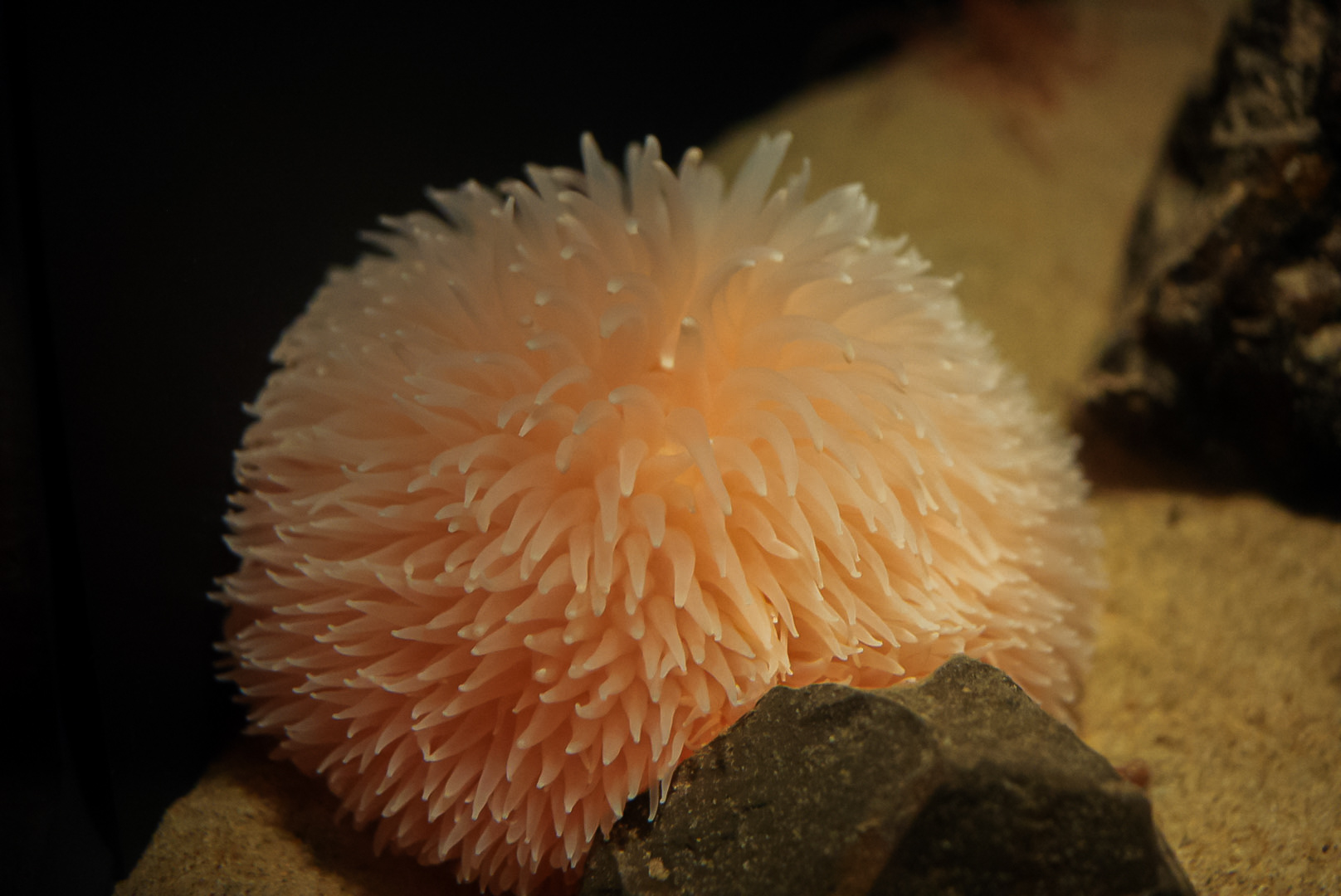Pom Pom Anemone