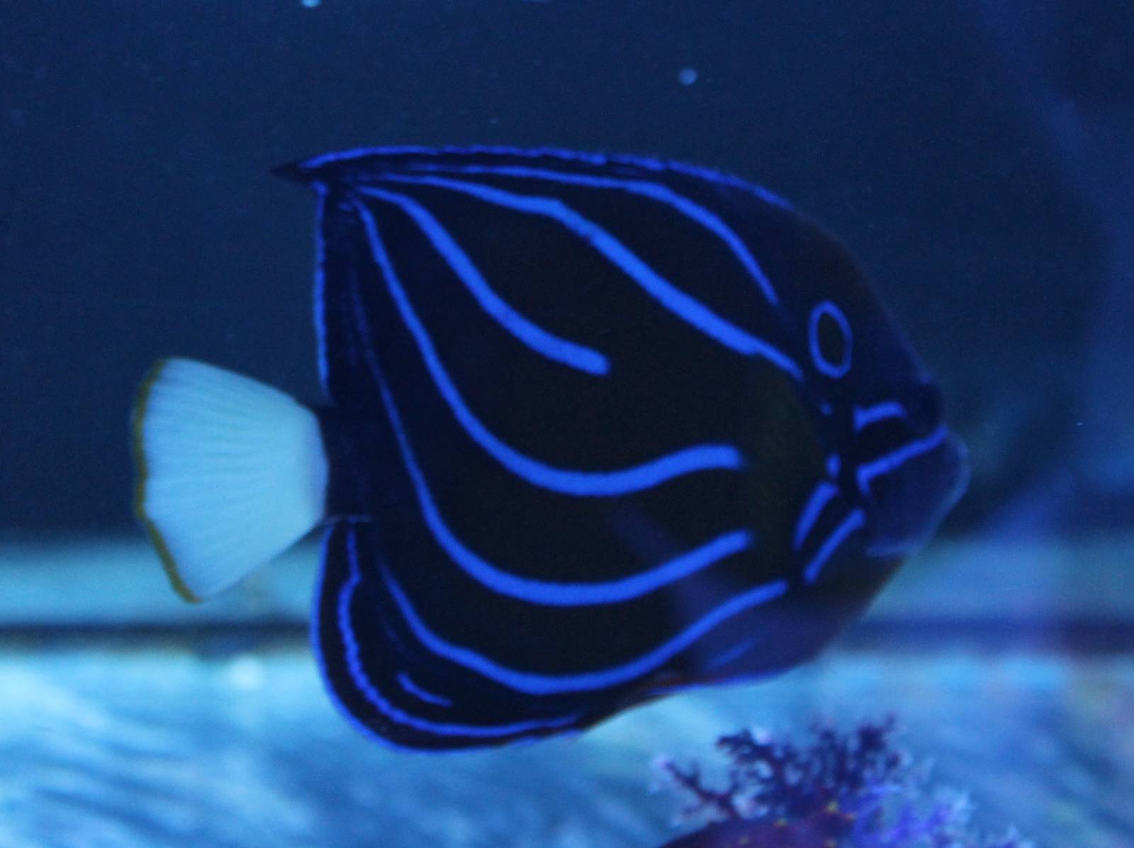 Pomacanthus annularis