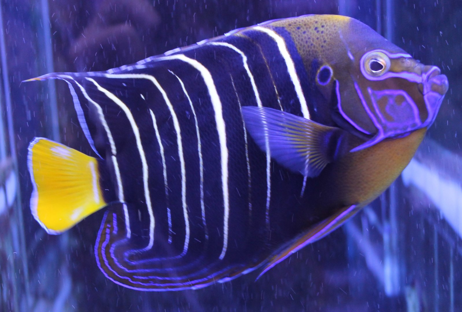 Pomacanthus chrysurus