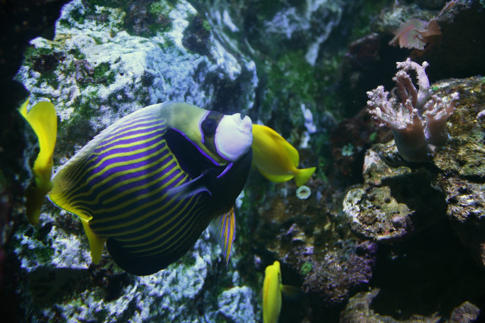 Pomacanthus imperator