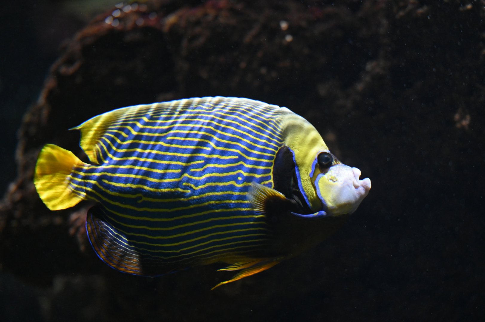 Pomacanthus imperator