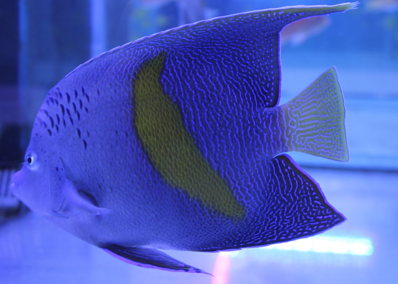 Pomacanthus maculosus