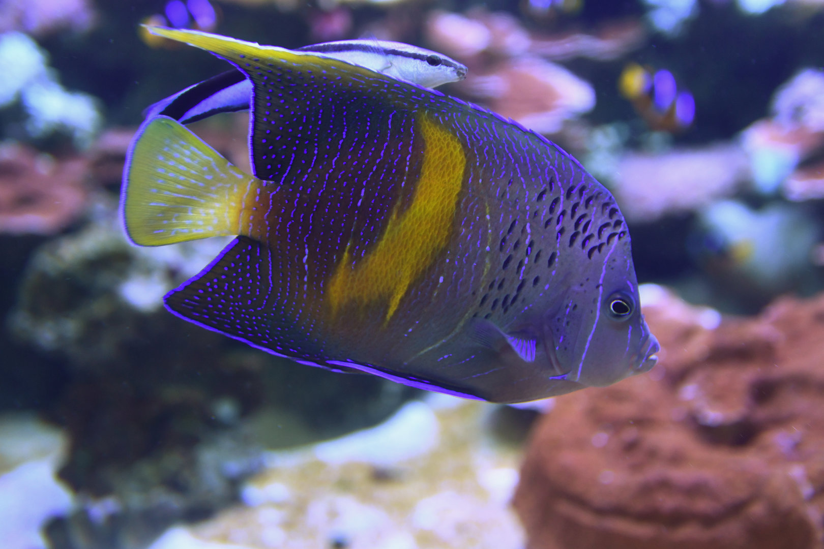 Pomacanthus maculosus