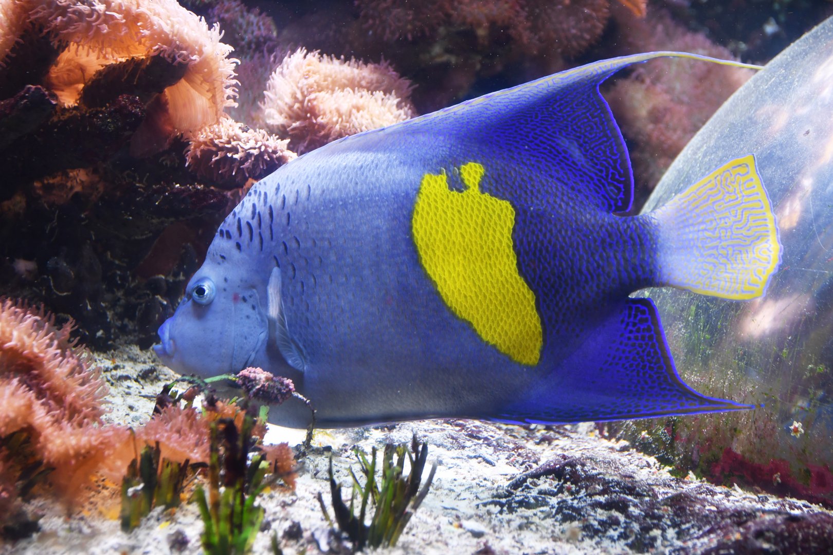 Pomacanthus maculosus