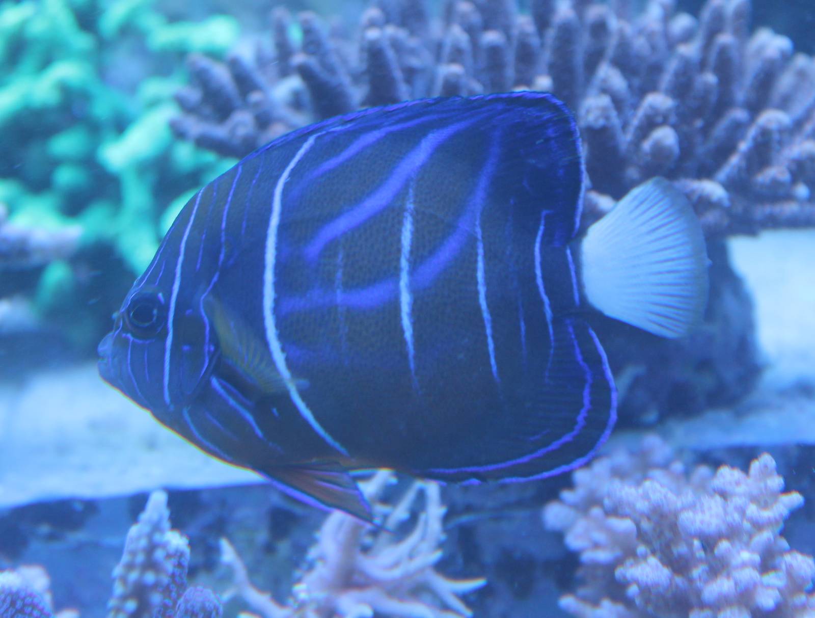 Pomacanthus navarchus