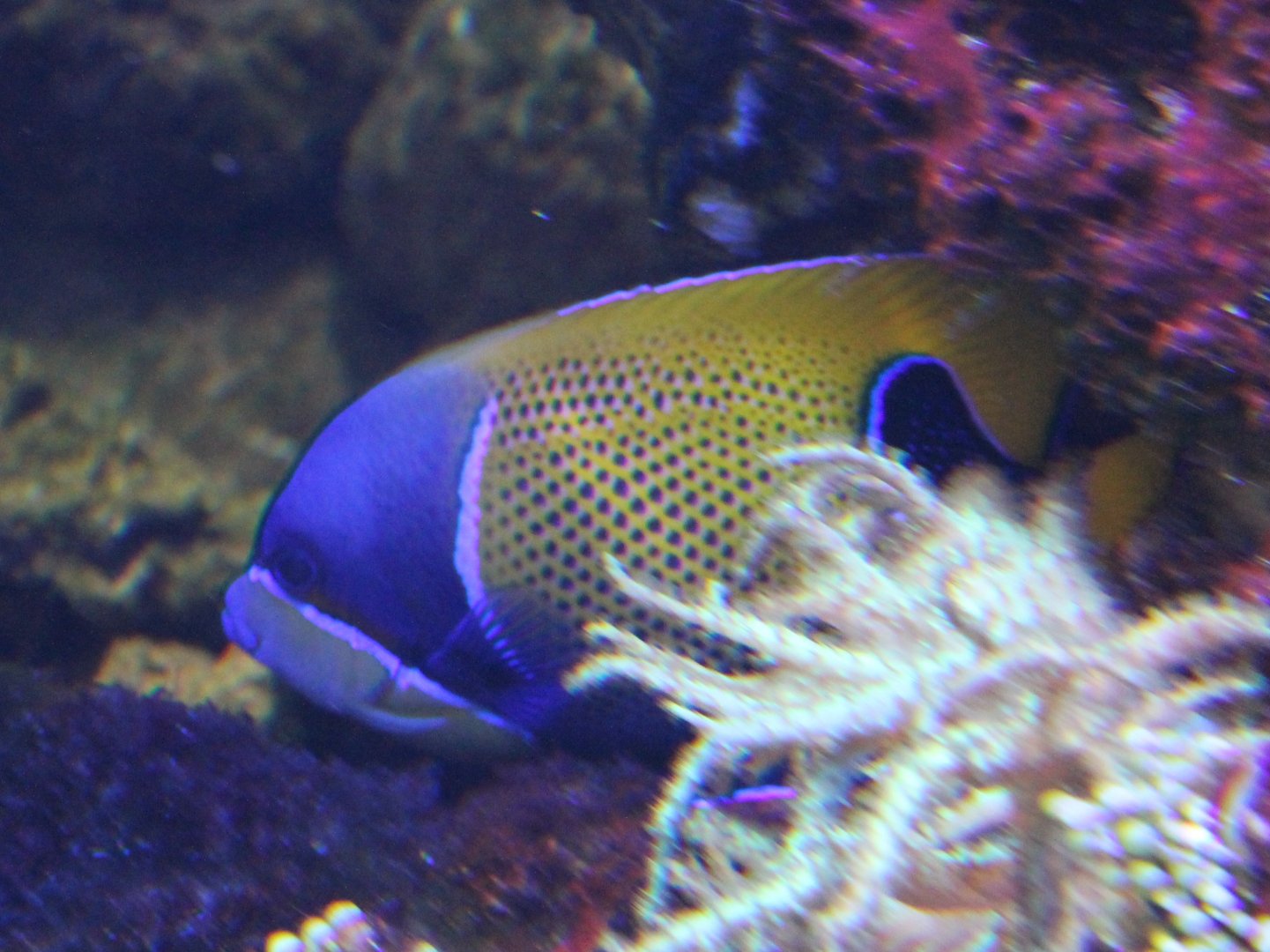 Pomacanthus navarchus