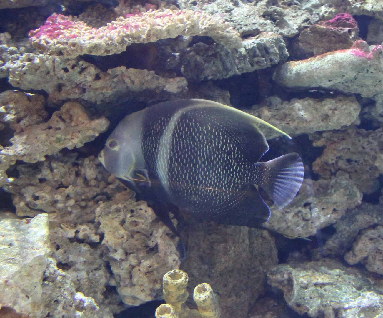 Pomacanthus paru - French angelfish