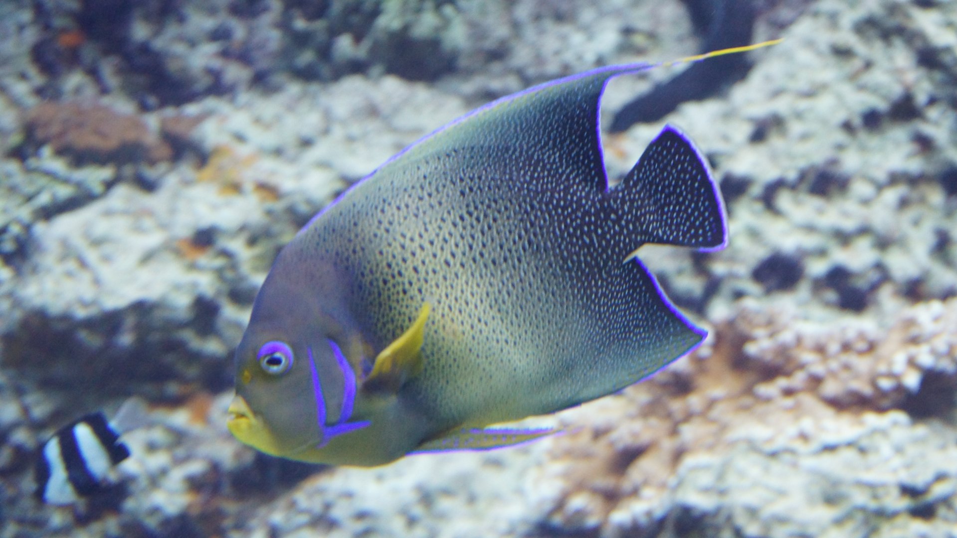 Pomacanthus Semicirculatus