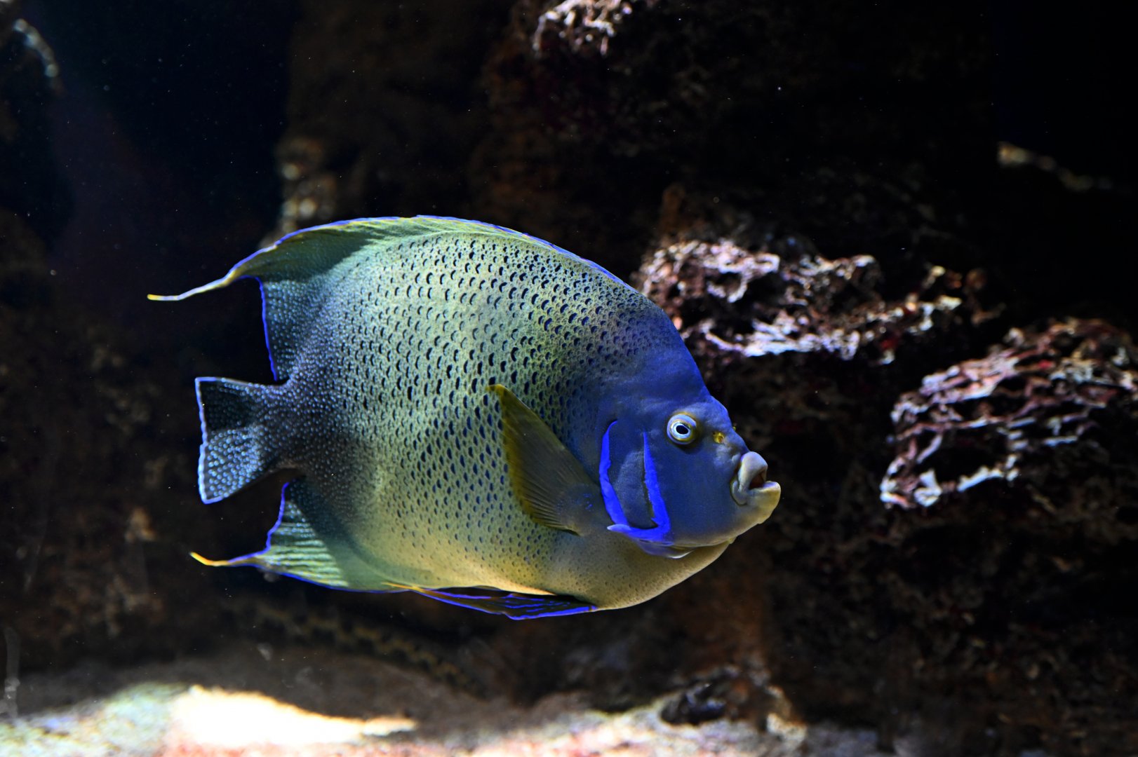 Pomacanthus semicirculatus