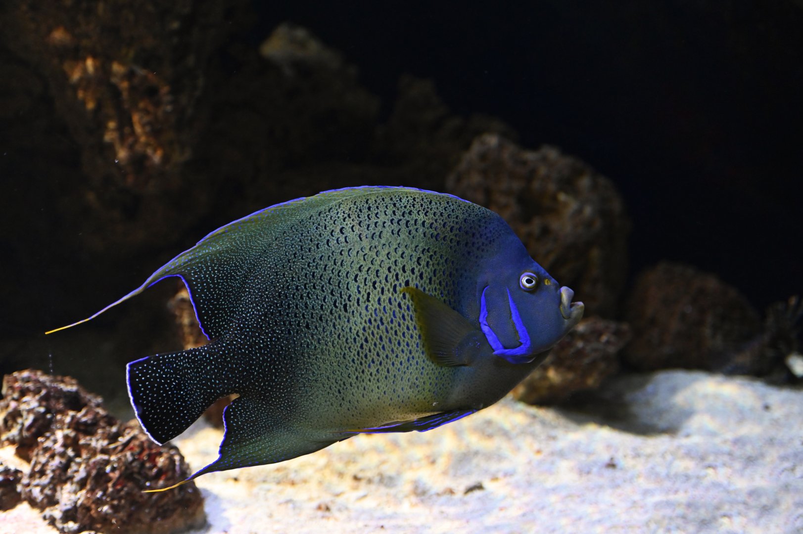 Pomacanthus semicirculatus