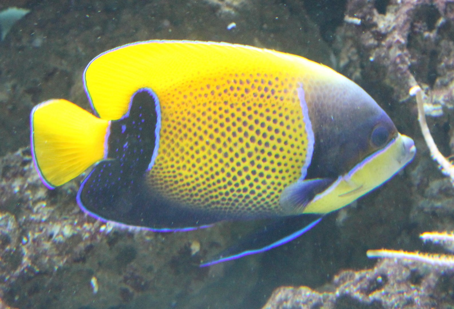 Pomacanthus sexstriatus