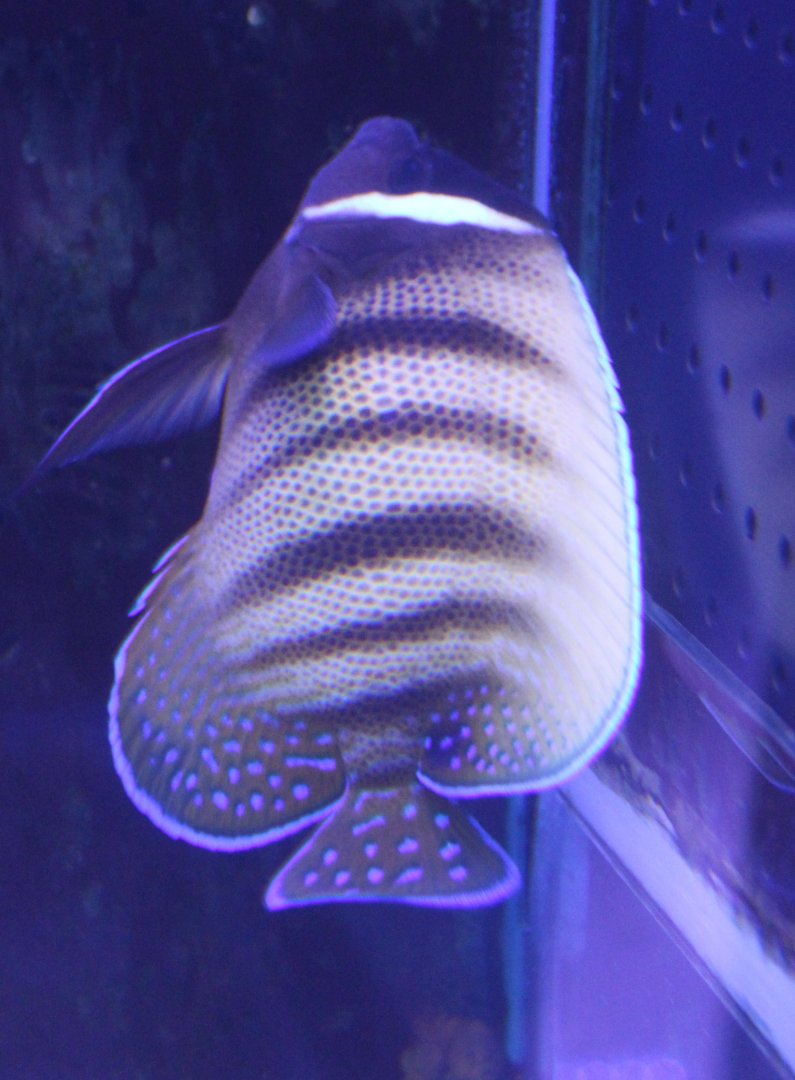 Pomacanthus sexstriatus