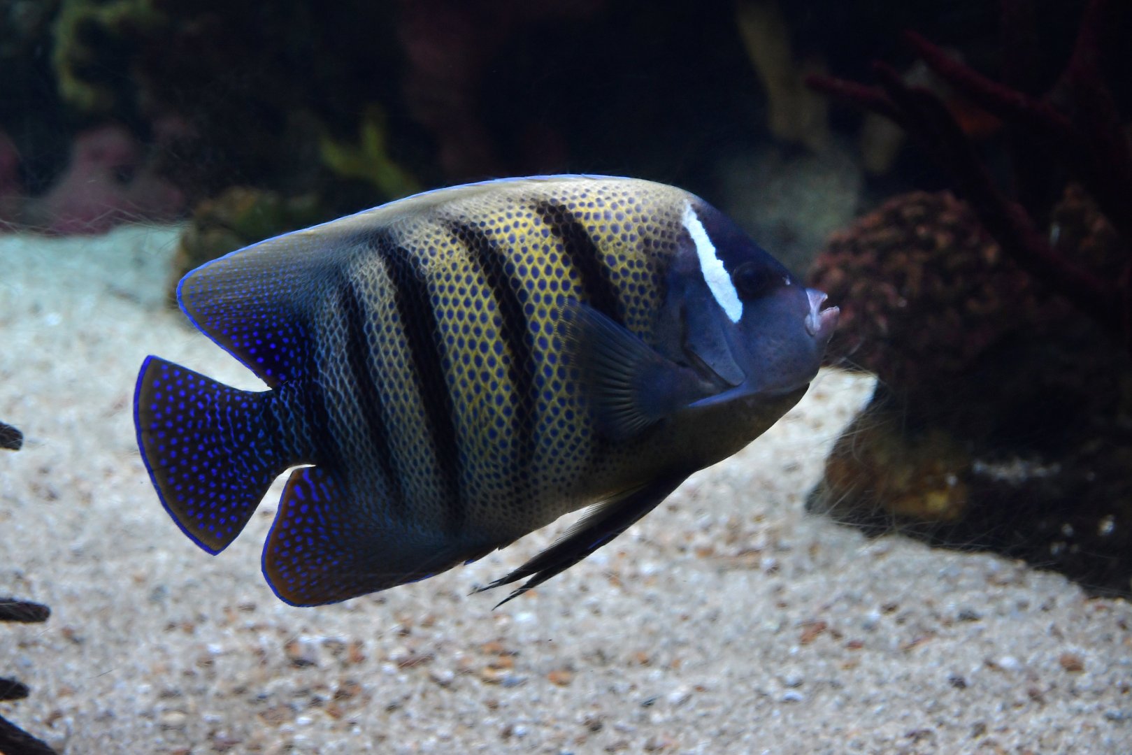 Pomacanthus sexstriatus