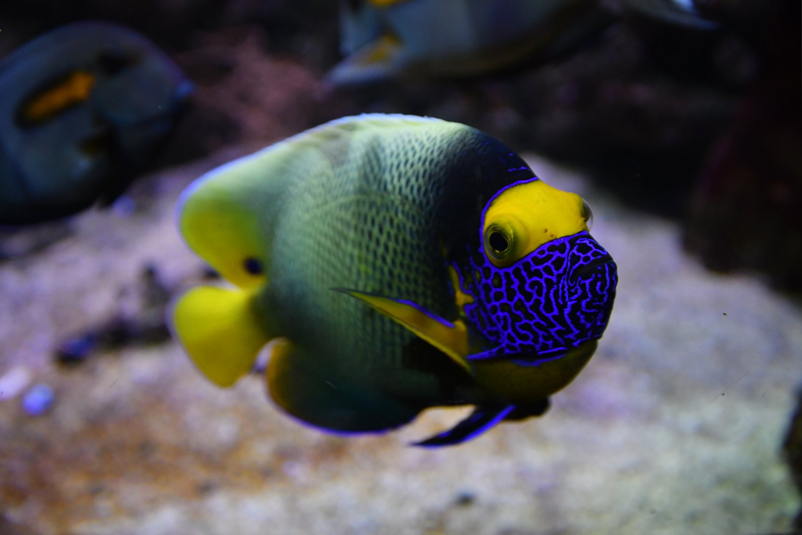 Pomacanthus xanthometopon