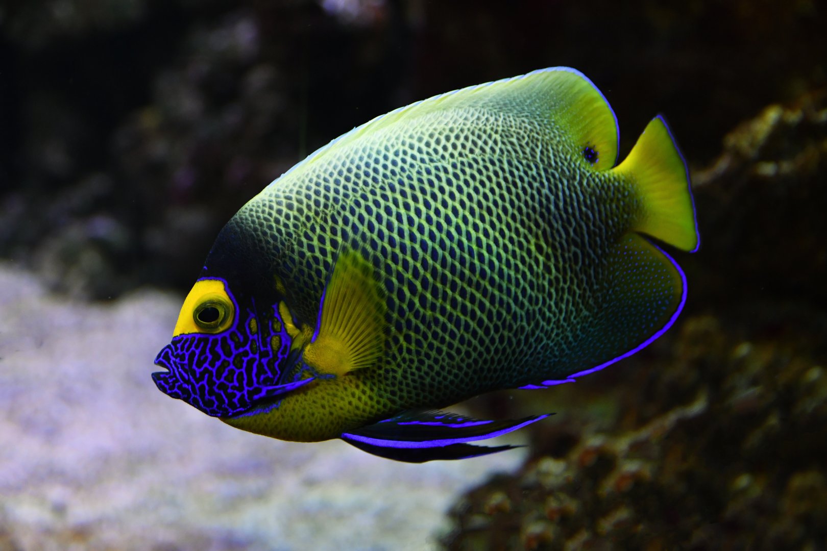 Pomacanthus xanthometopon