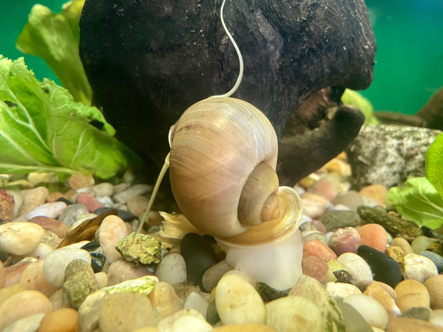 Pomacea canaliculata