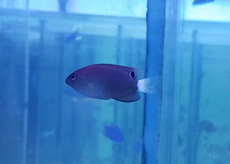 Pomacentrus bankanensis