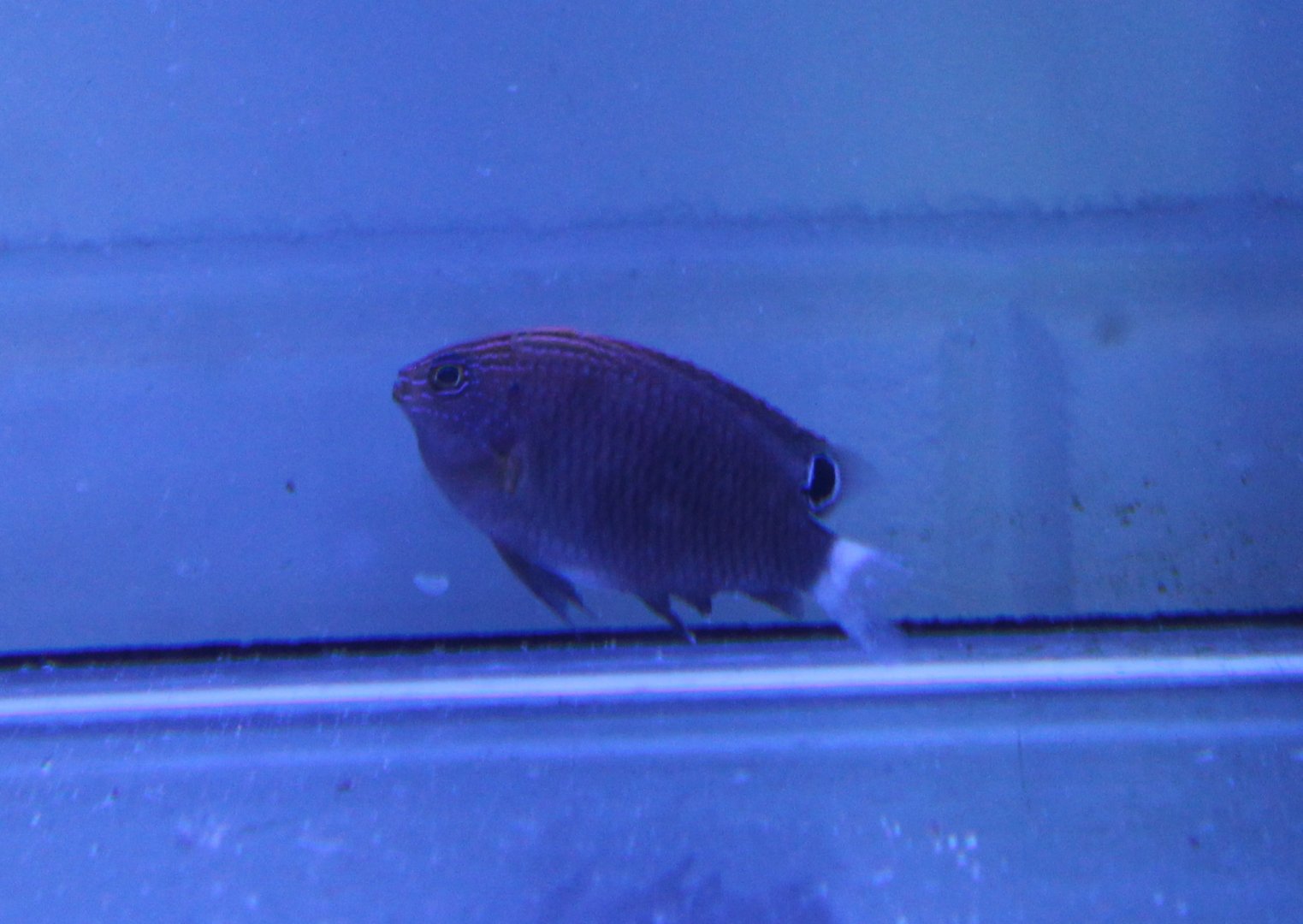 Pomacentrus bankanensis