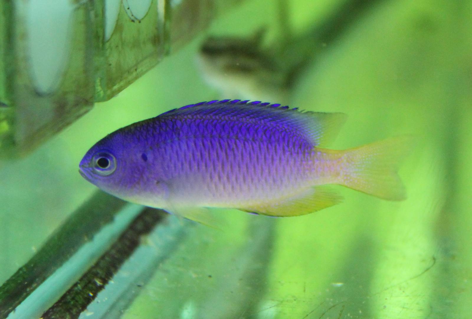 (Pomacentrus coelestis) - Neon Damsel