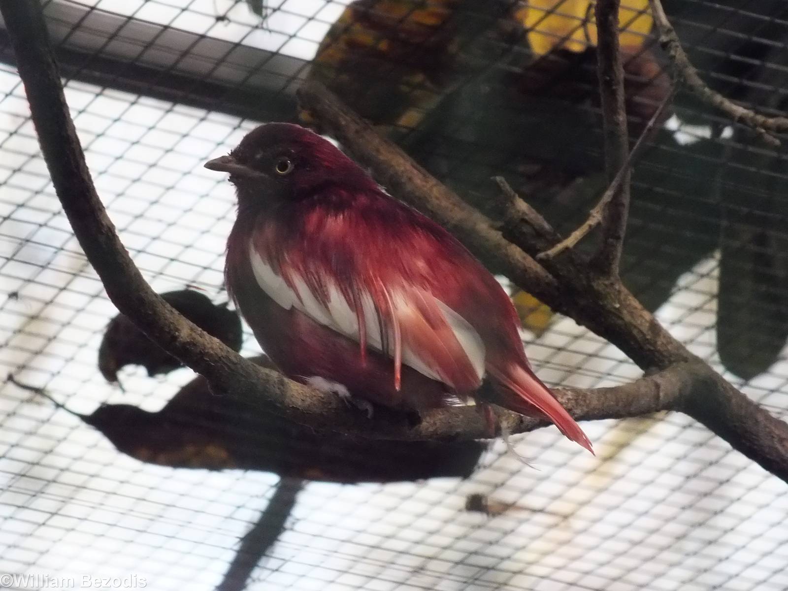 Pomadour Cotinga