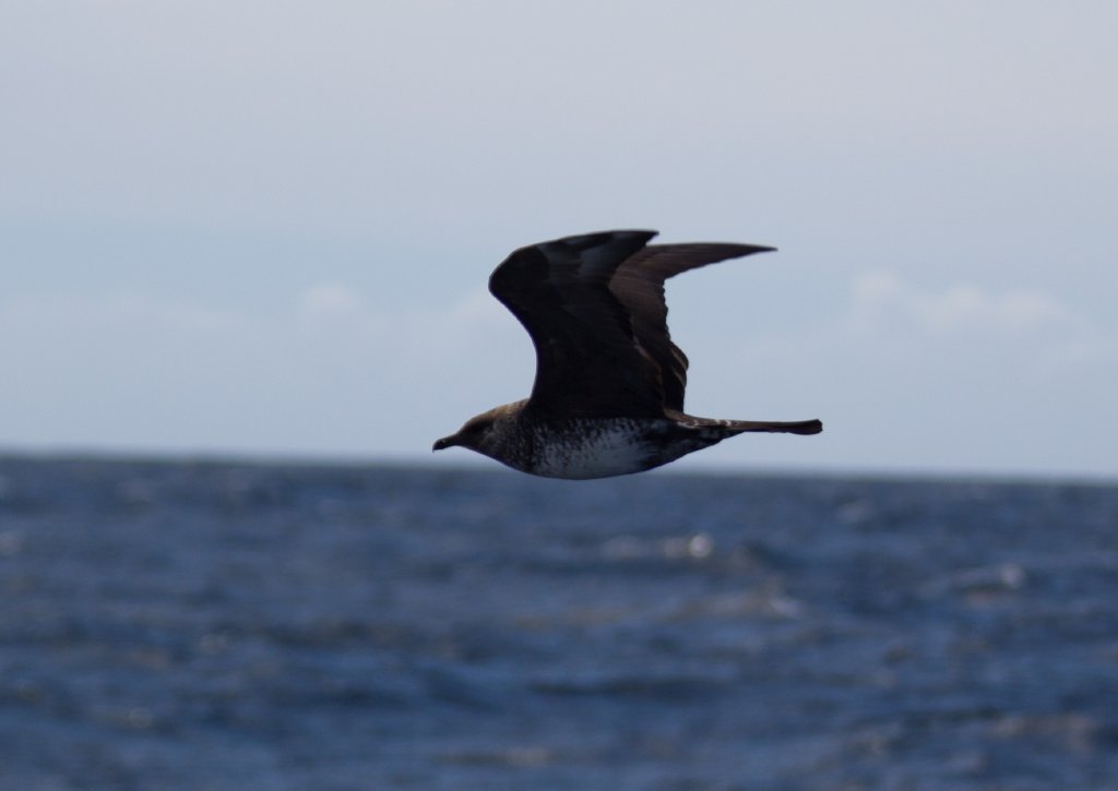 Pomarine Jaeger (Stercorarius pomarinus) adult