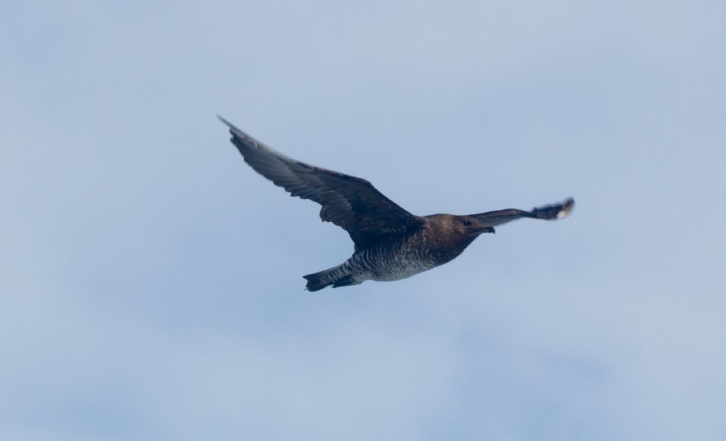 Pomarine Jaeger (Stercorarius pomarinus) juvenile