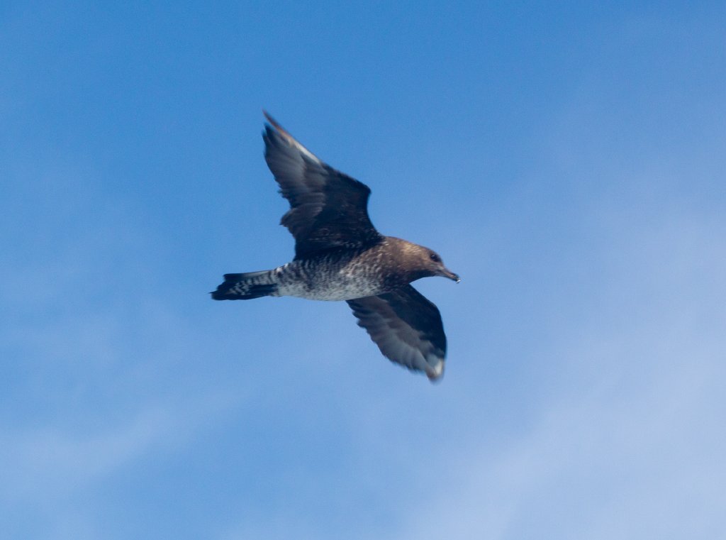Pomarine Jaeger (Stercorarius pomarinus) juvenile