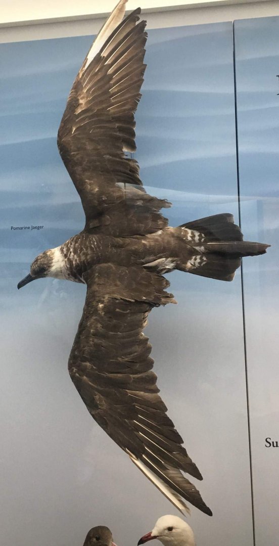 Pomarine jaeger (Stercorarius pomarinus)