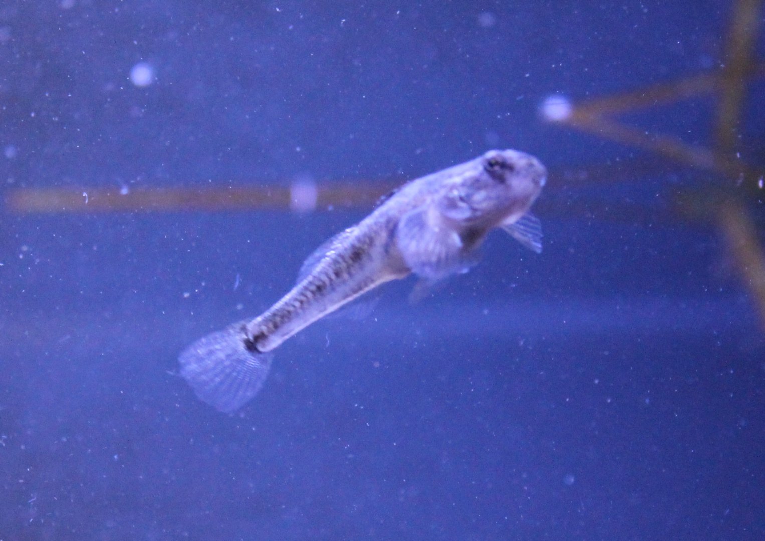 Pomatoschistus minutus