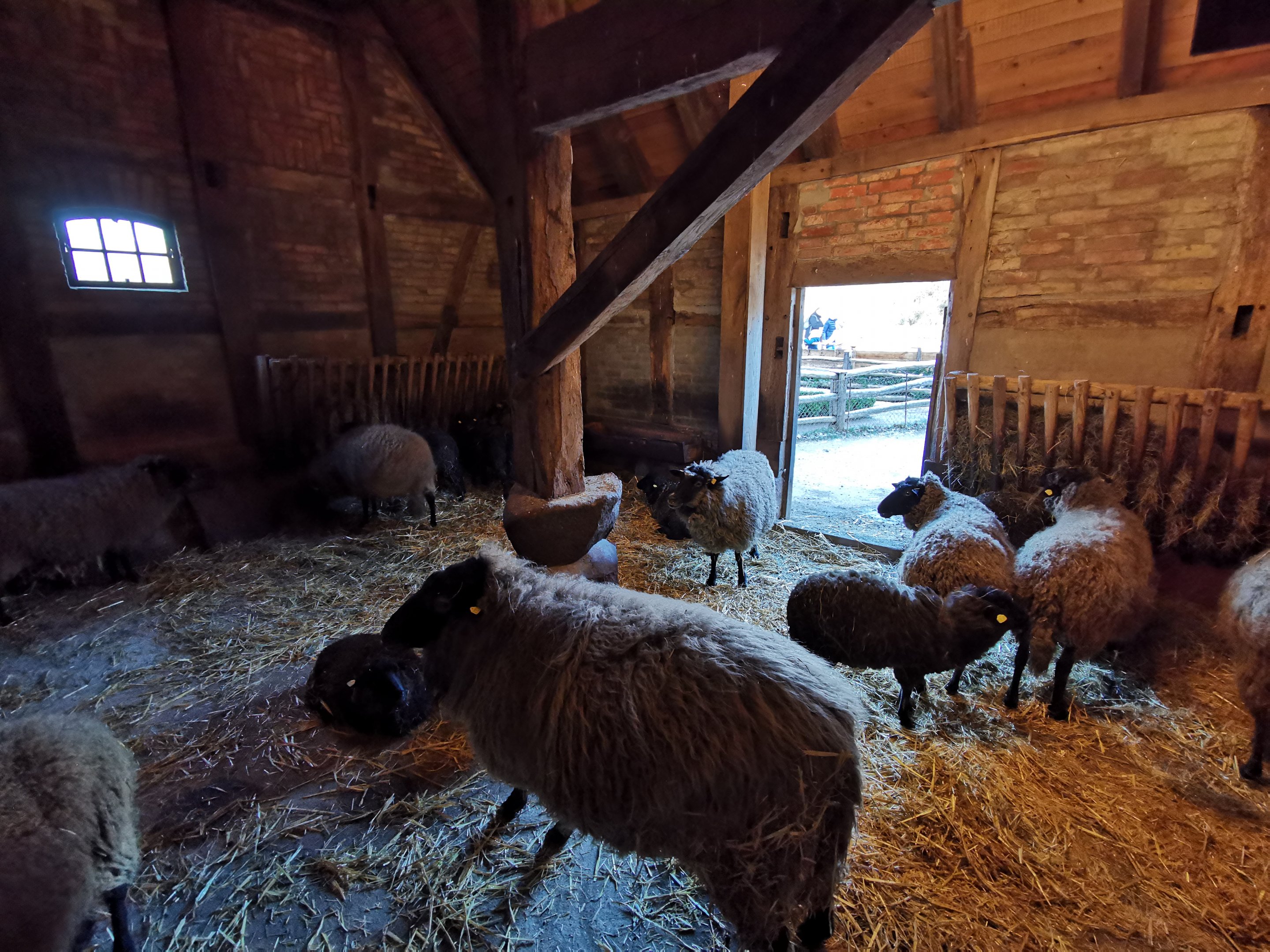 Pomeranian Coarsewool sheep - "Meyers Hof"